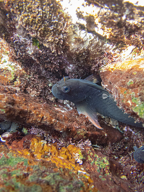 Molly Miller (Scartella cristata)在La Palma, Playa de Los canajos。